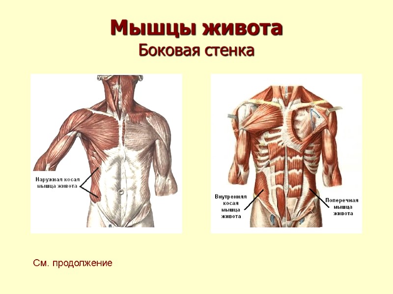 Мышцы живота Боковая стенка См. продолжение